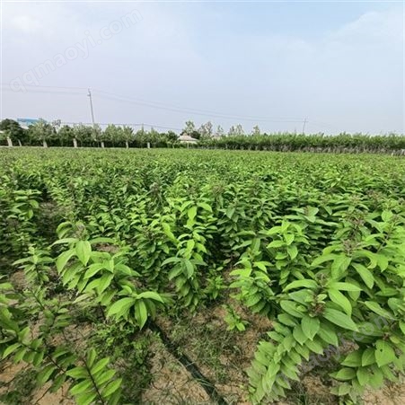 美如画绿化 高杆行道树紫薇  园林绿植 病虫害少 食品农业