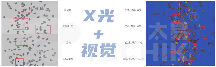 X光视觉一体机测花生案例.png
